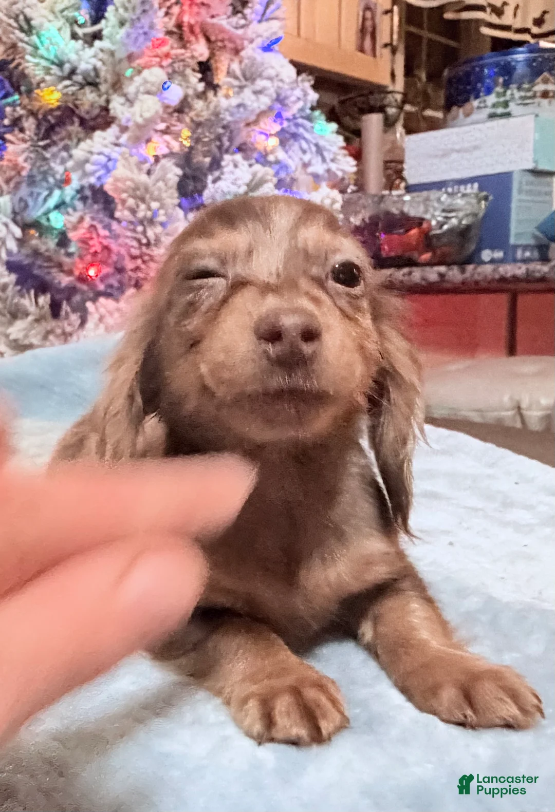 Miniature Dachshund dogs for sale: AKC Russian pra clear - Ad 86