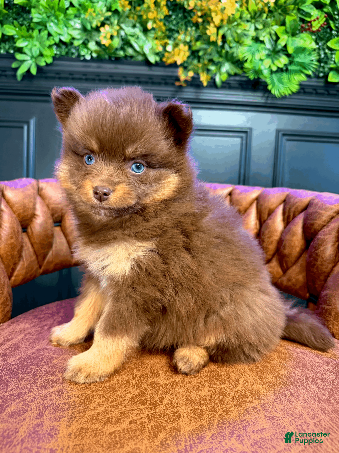 Pomsky dogs for sale: Summer - Ad 2