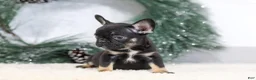 French Bulldog dogs for sale: Ferdinand - Ad 4