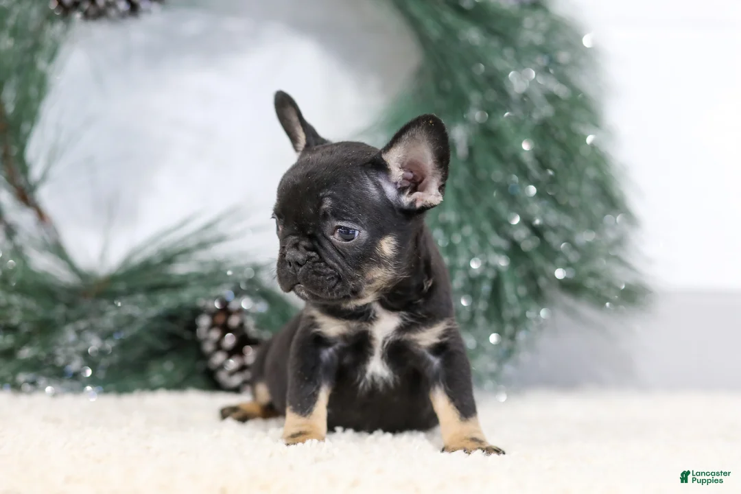 French Bulldog dogs for sale: Ferdinand - Ad 4