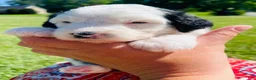 Sheepadoodle dogs for sale: Minnie  - Ad 4