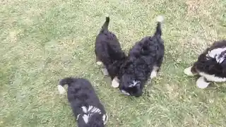 Mini Bernedoodle dogs Alex - Ad 2