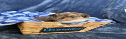 Mixed Breed dogs for sale: Poseidon  - Ad 3