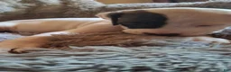 American Bulldog dogs for sale: Mckenzie  - Ad 3