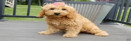 Mini Goldendoodle dogs for sale: Lela-MEDIUM - Ad 1
