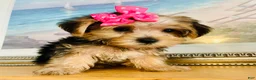 Yorkshire Terrier dogs for sale: Tiny Tiara - Ad 5