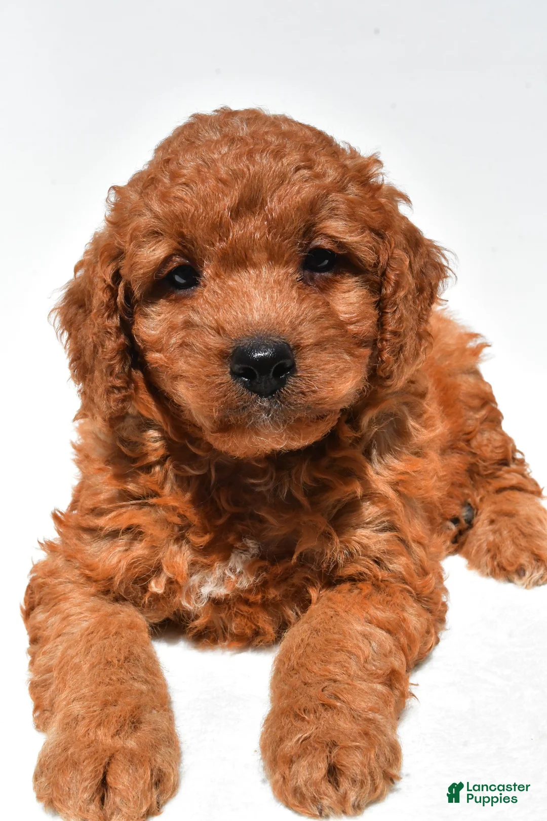 Mini Goldendoodle dogs for sale: Frankie  - Ad 2