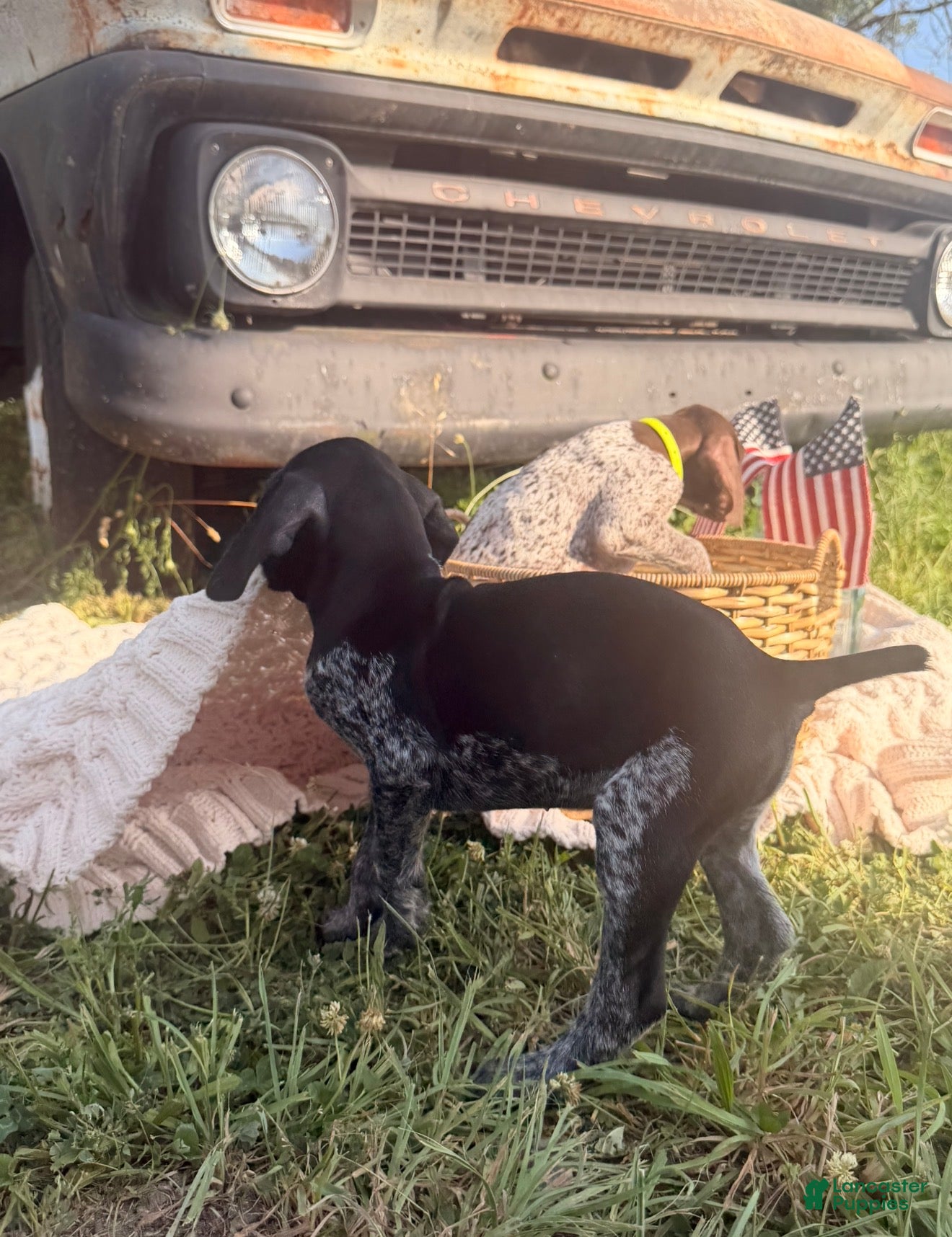 German Shorthaired Pointer dogs Winslow - Ad 2