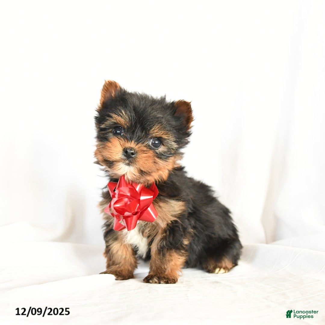 Yorkshire Terrier dogs for sale: Chess - Ad 2