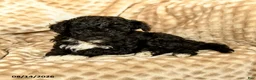 Toy Poodle dogs for sale: Coffee - Ad 2