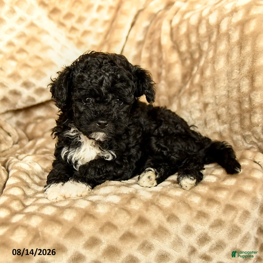 Toy Poodle dogs for sale: Coffee - Ad 2