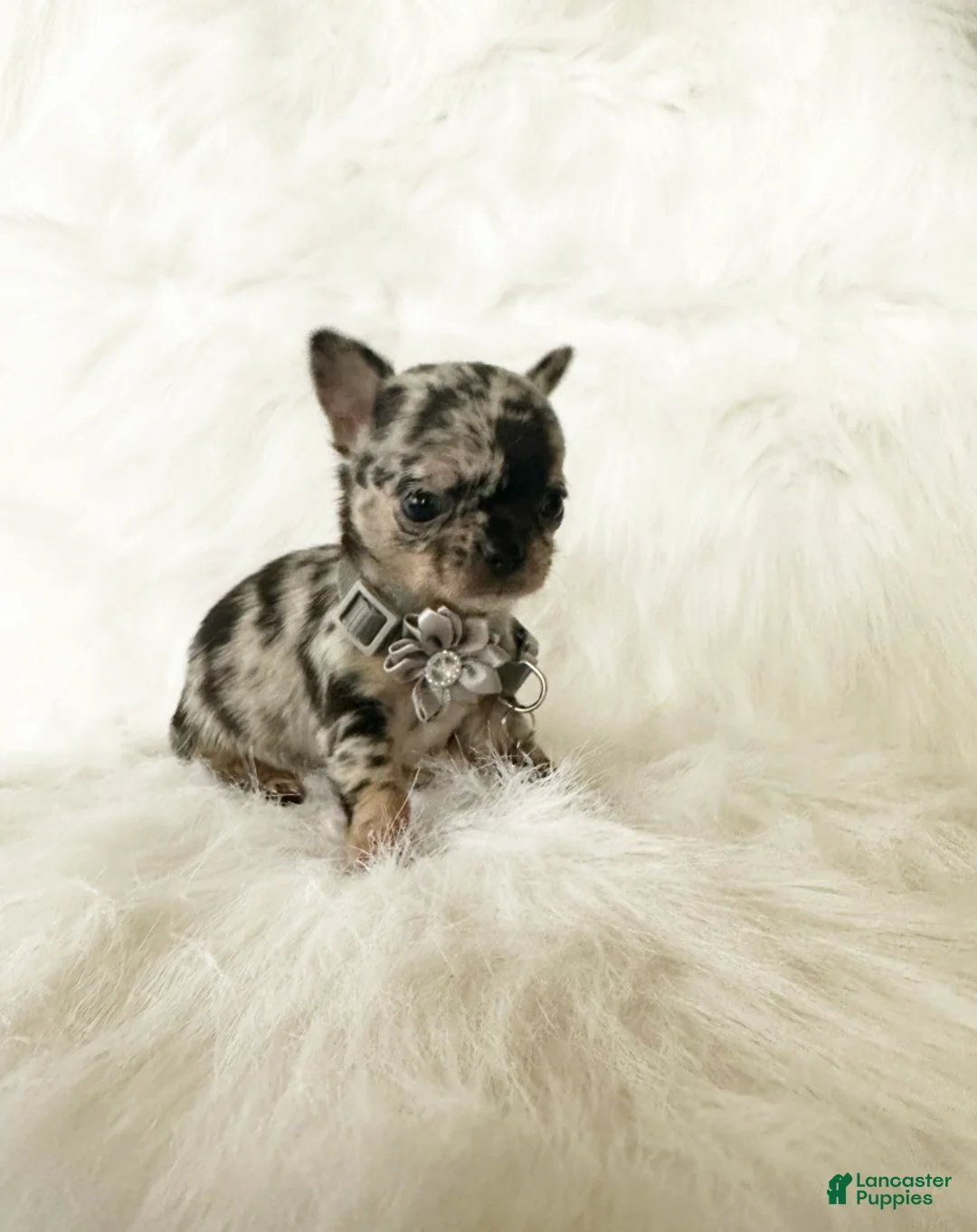 Chihuahua dogs for sale: Stormie - Ad 8