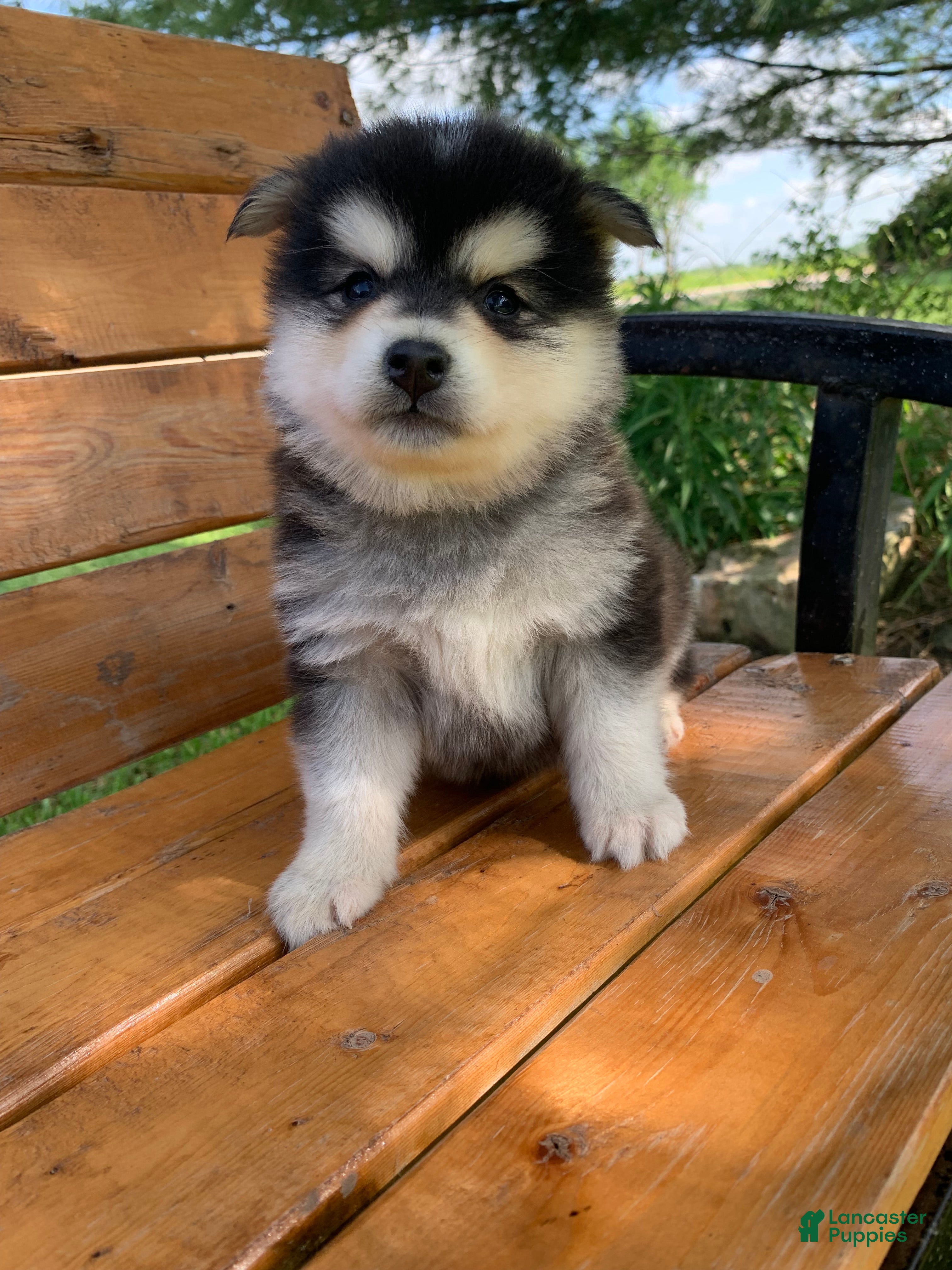 Alaskan Klee Kai dogs Alaskan Klee Kai Puppy 1 - Ad 5