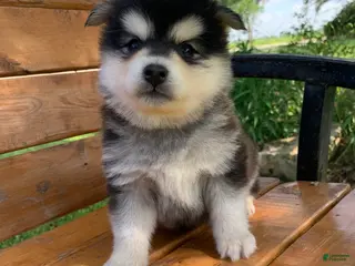 Alaskan Klee Kai dogs Alaskan Klee Kai Puppy 1 - Ad 5