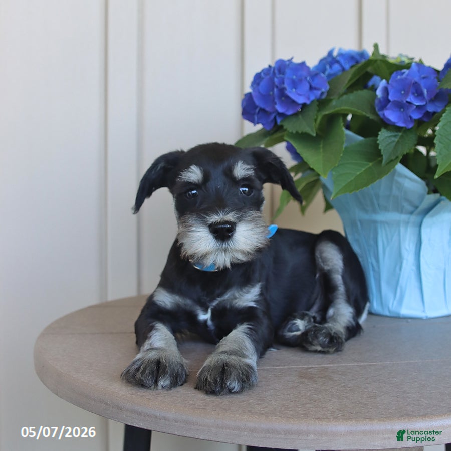 Miniature Schnauzer dogs Fido - Ad 2