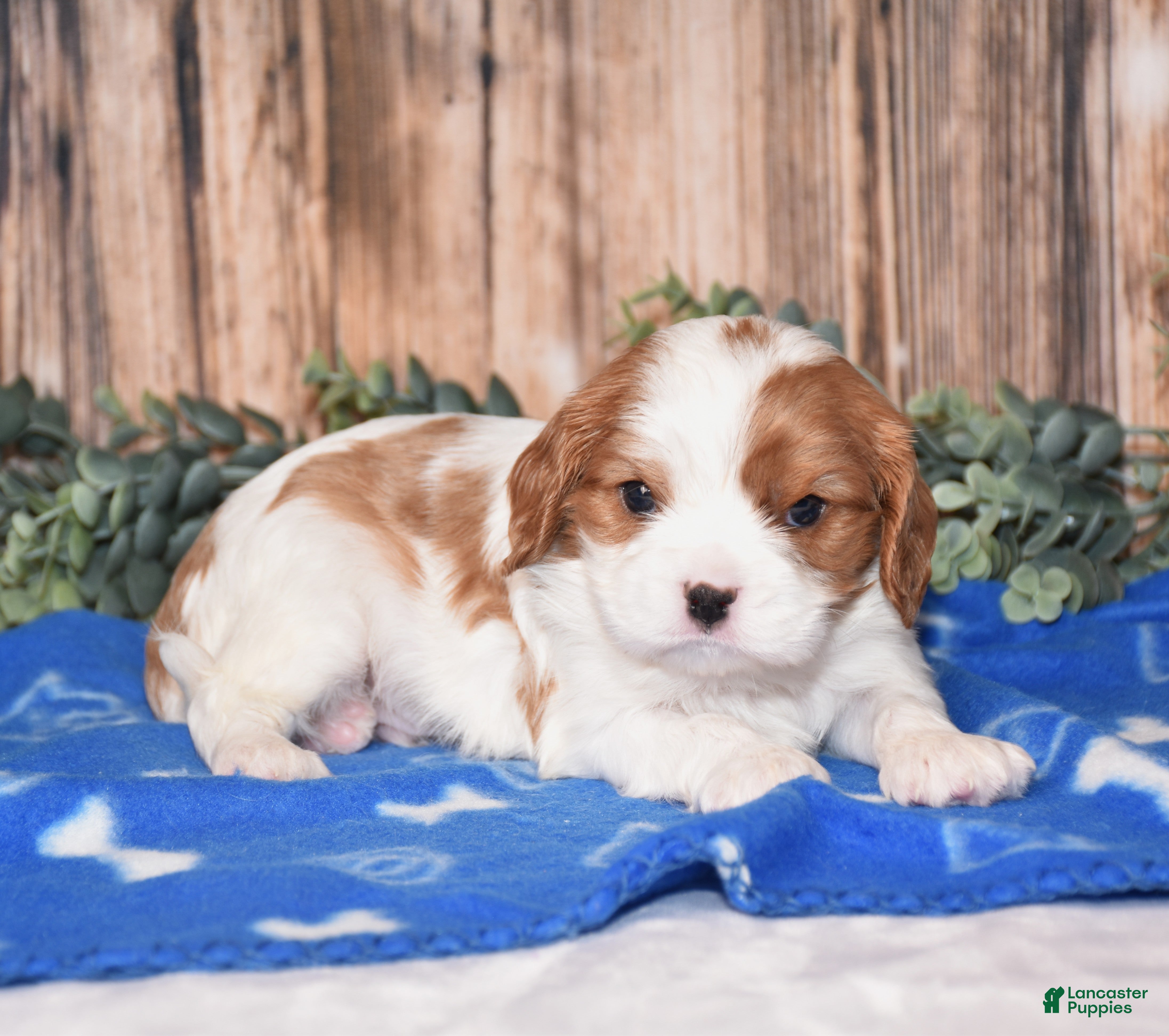Cavalier King Charles Spaniel dogs Dallas - Ad 1