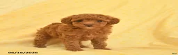 Toy Poodle dogs for sale: Pearl  - Ad 1