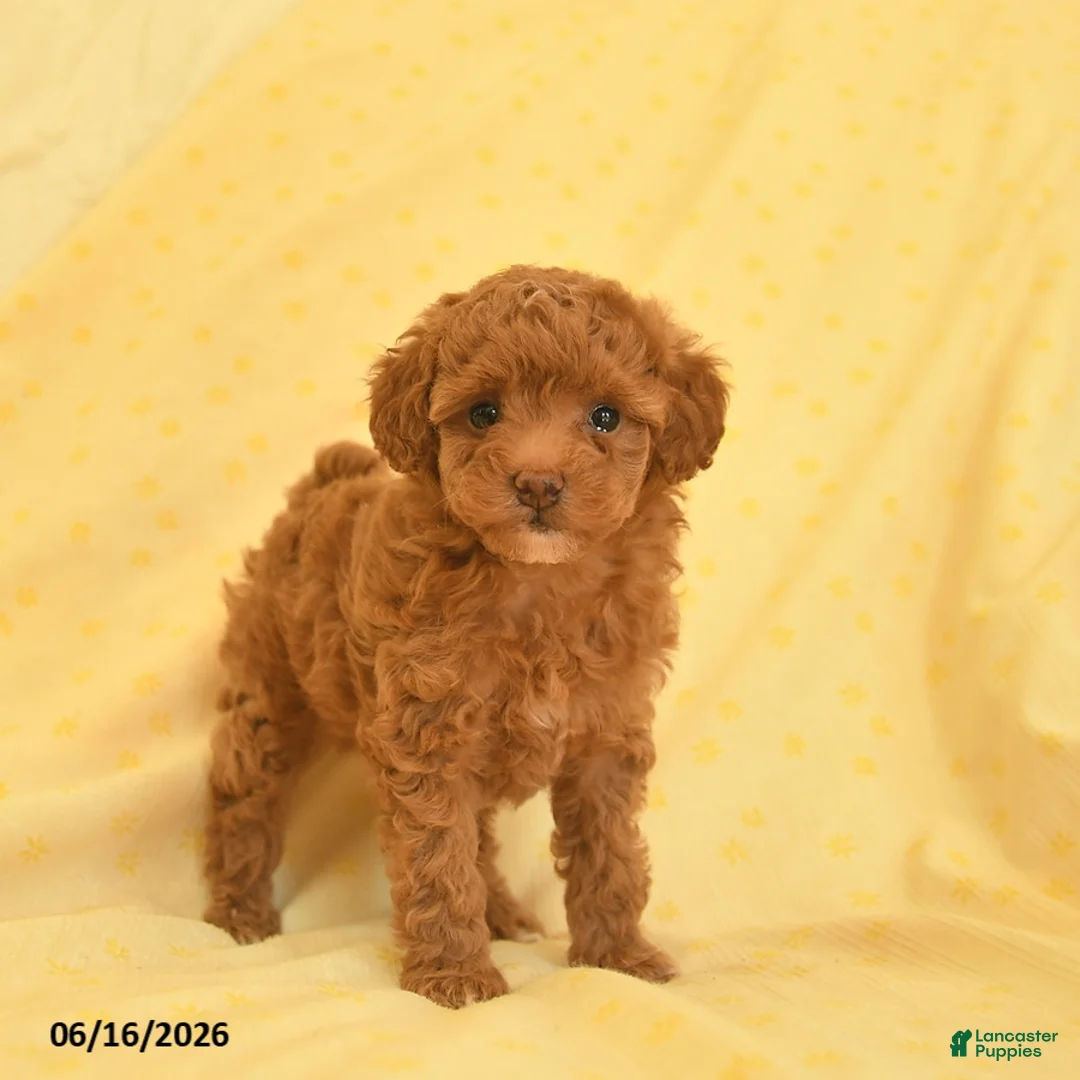 Toy Poodle dogs for sale: Pearl  - Ad 1