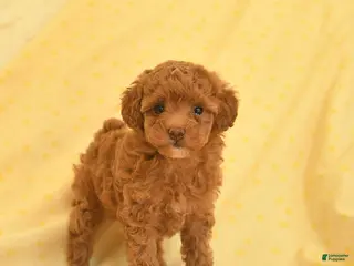 Toy Poodle dogs for sale: Pearl - Ad 2