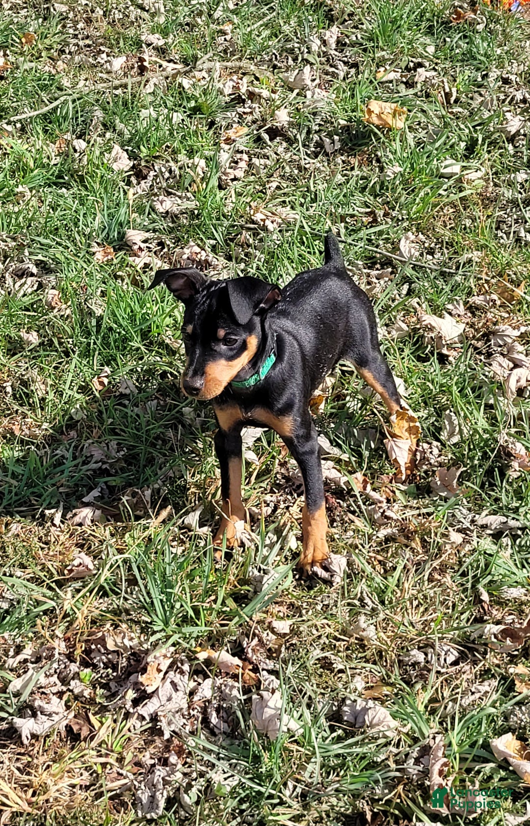 Miniature Pinscher dogs for sale: Miniature Pinscher Puppy 3 - Ad 2