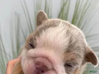 English Bulldog dogs Aurora - Ad 8