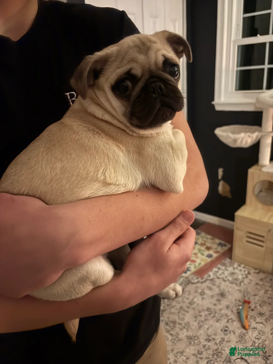 Pug dogs for sale: Pug Puppy 1 - Ad 2
