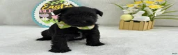 Miniature Schnauzer dogs for sale: Bleu Male 4 - Ad 2