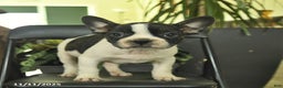 Frenchton dogs for sale: Dakota  - Ad 2