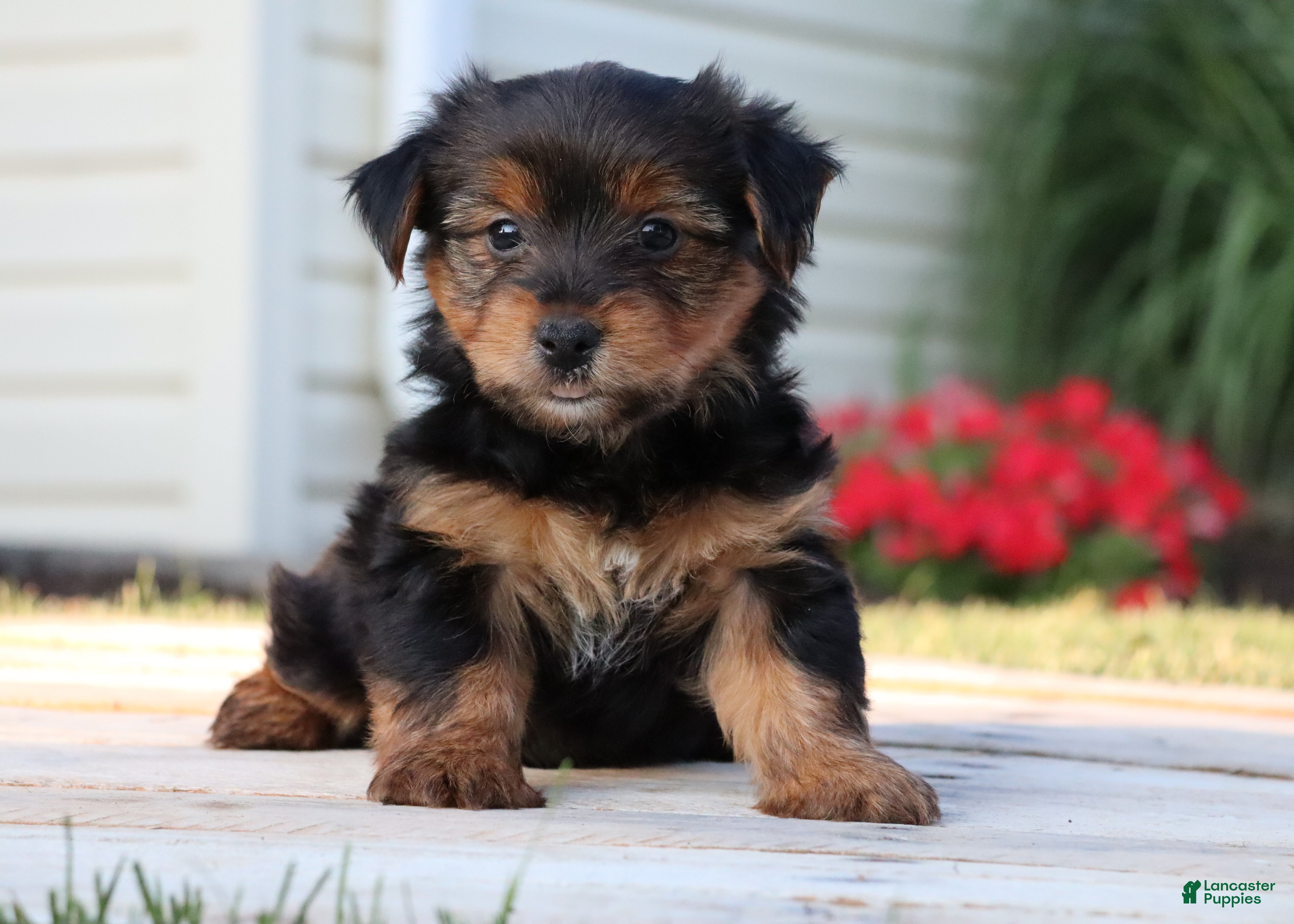 Yorkshire Terrier dogs Coffee  - Ad 1