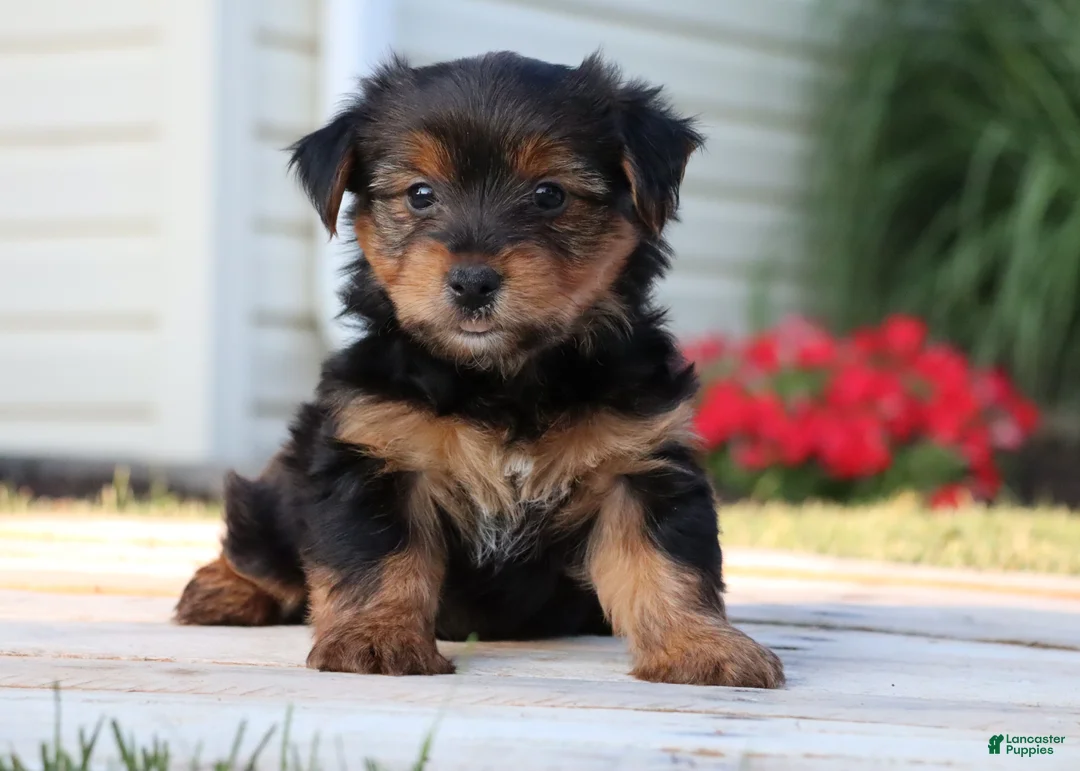 Yorkshire Terrier dogs for sale: Coffee  - Ad 1