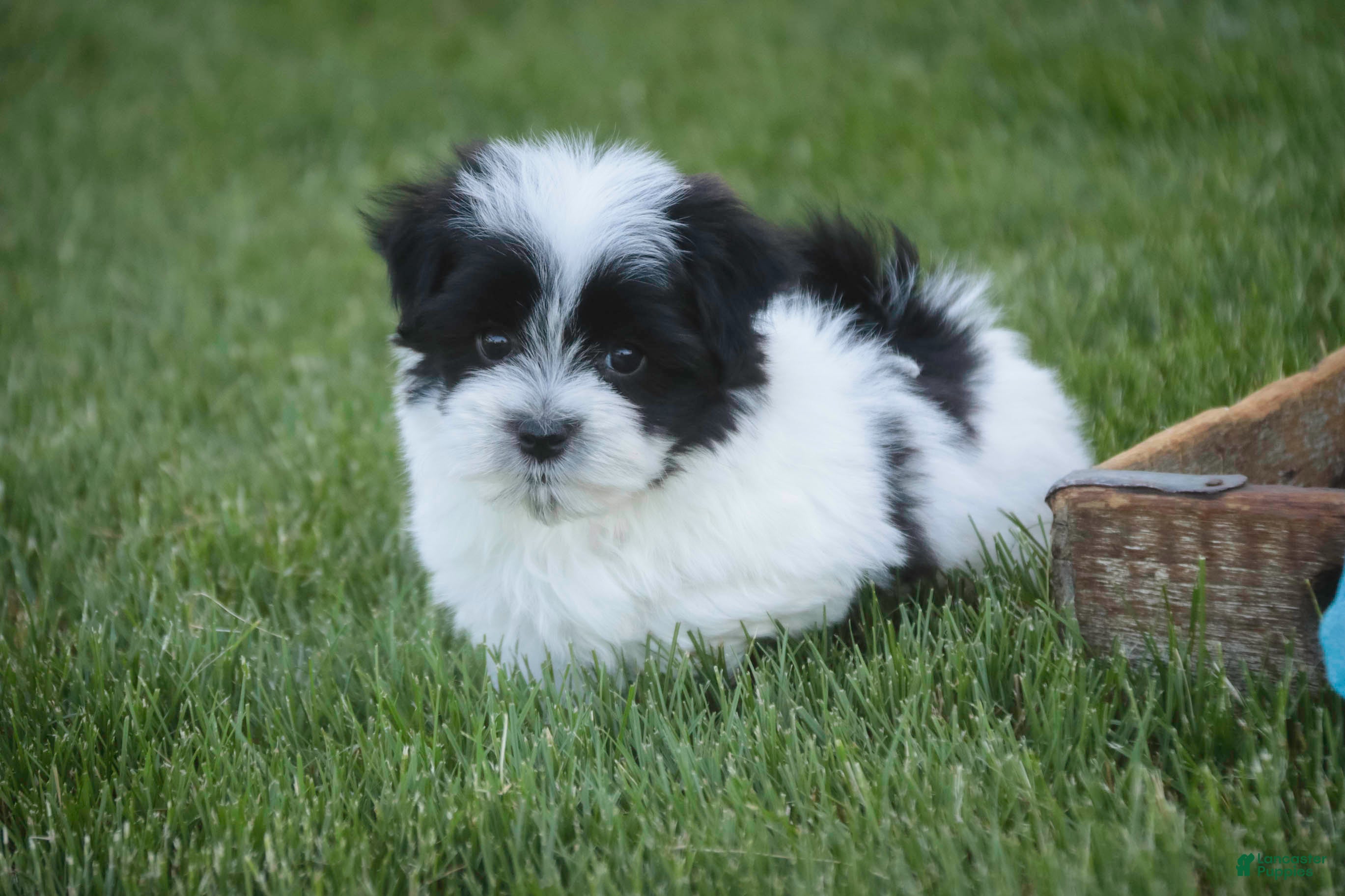 Havanese dogs Ivan Havanese Puppy  - Ad 1
