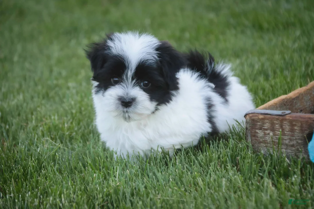 Havanese dogs for sale: Ivan Havanese Puppy  - Ad 1