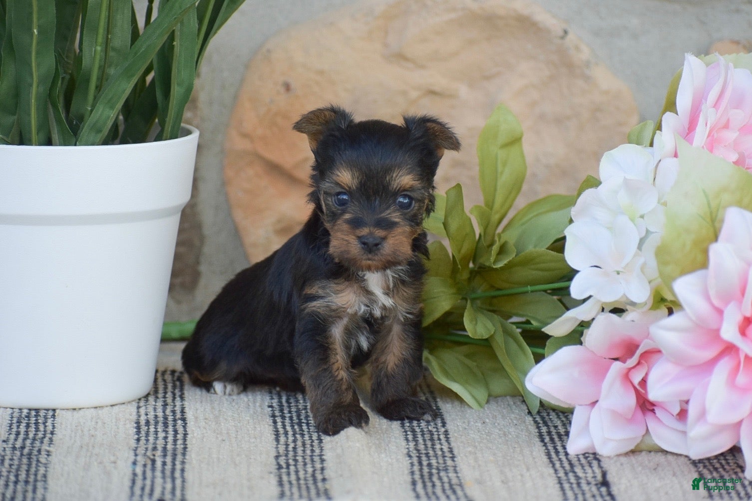Yorkshire Terrier dogs Rebecca - Ad 1