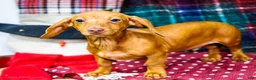 Miniature Dachshund dogs for sale: Ronnie - Ad 1