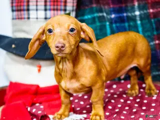 Miniature Dachshund dogs Ronnie - Ad 20
