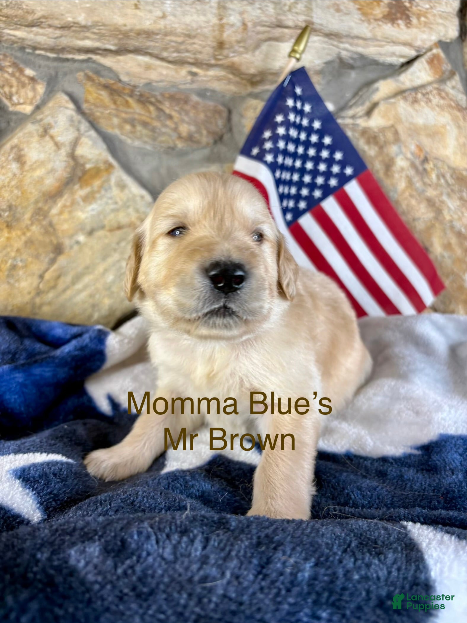 Golden Retriever dogs Mr Brown - Ad 5