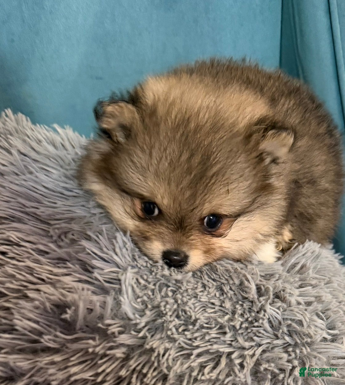 Pomeranian dogs Pomeranian Puppy 1 - Ad 1