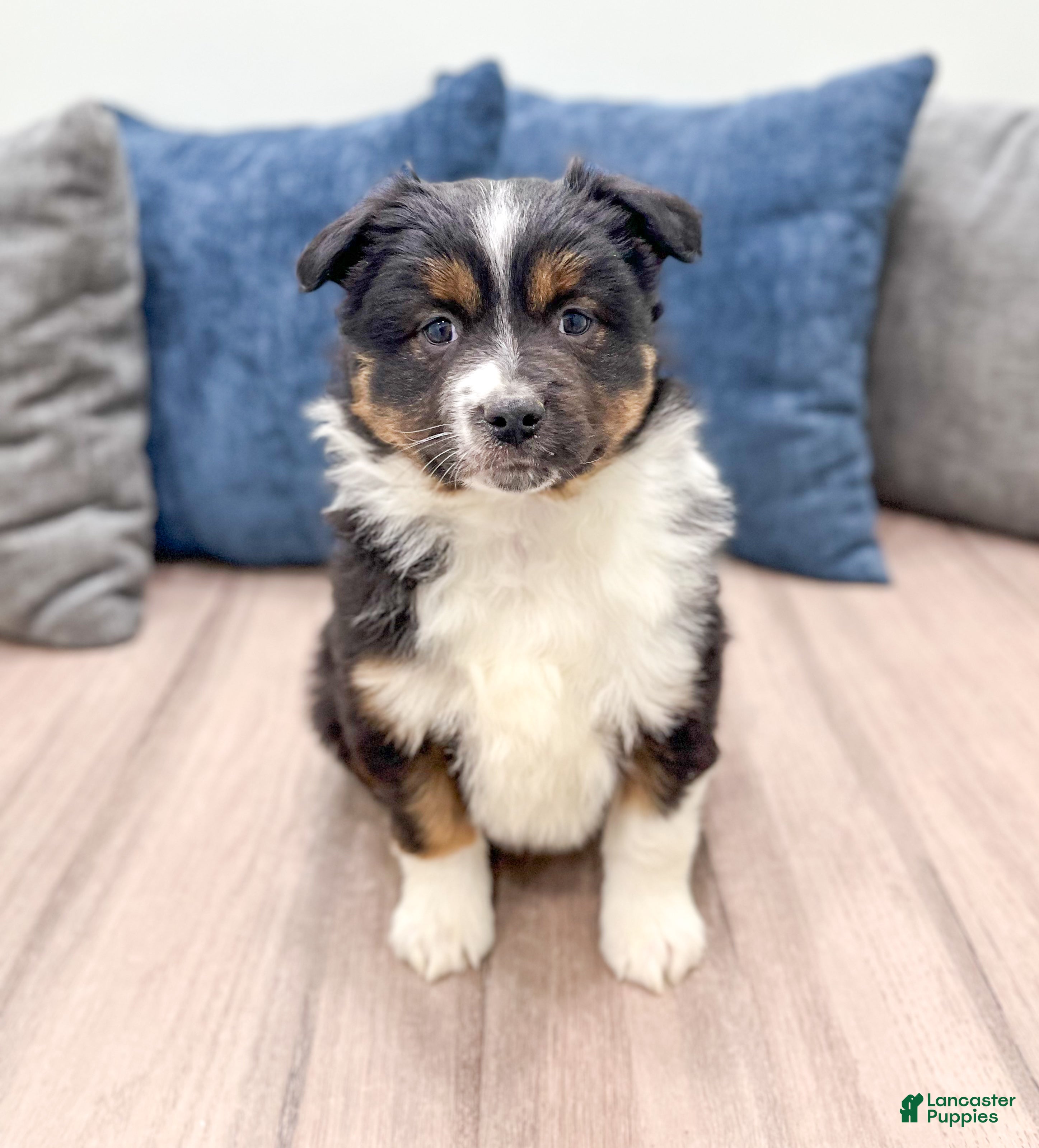 Miniature Australian Shepherd dogs Sammy - Ad 30