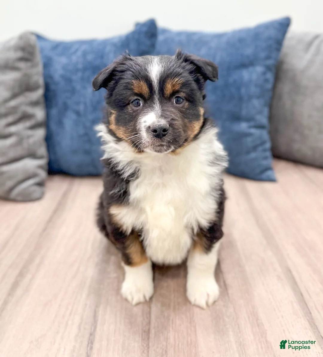 Miniature Australian Shepherd dogs for sale: Sammy - Ad 1