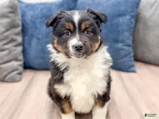 Miniature Australian Shepherd dogs Sammy - Ad 30