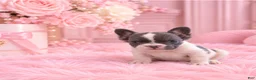 French Bulldog dogs for sale: French Bulldog 1 - Ad 1