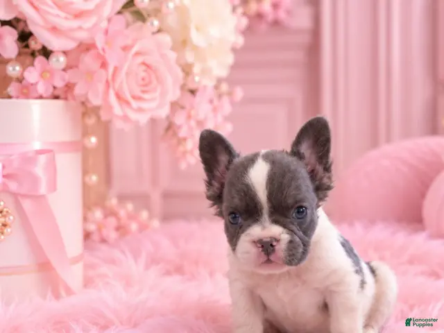 French Bulldog dogs for sale: French Bulldog 1 - Ad 20