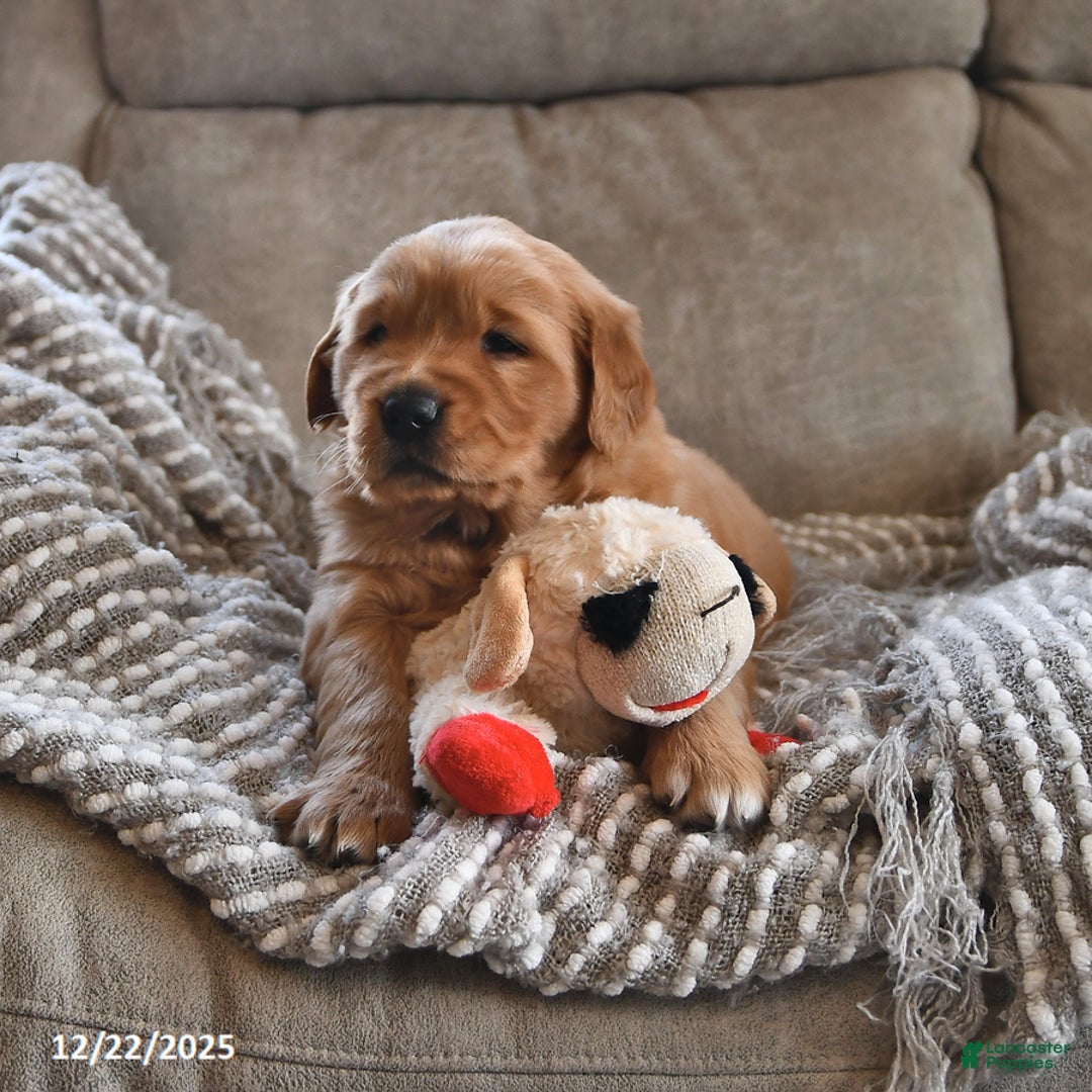 Golden Retriever dogs for sale: Royal King - Ad 5