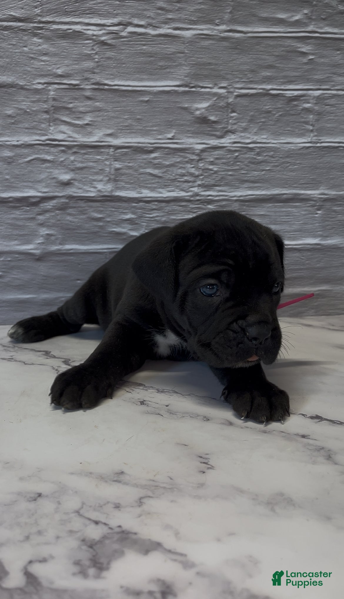 Cane Corso dogs AKC-Kimbra - Ad 6