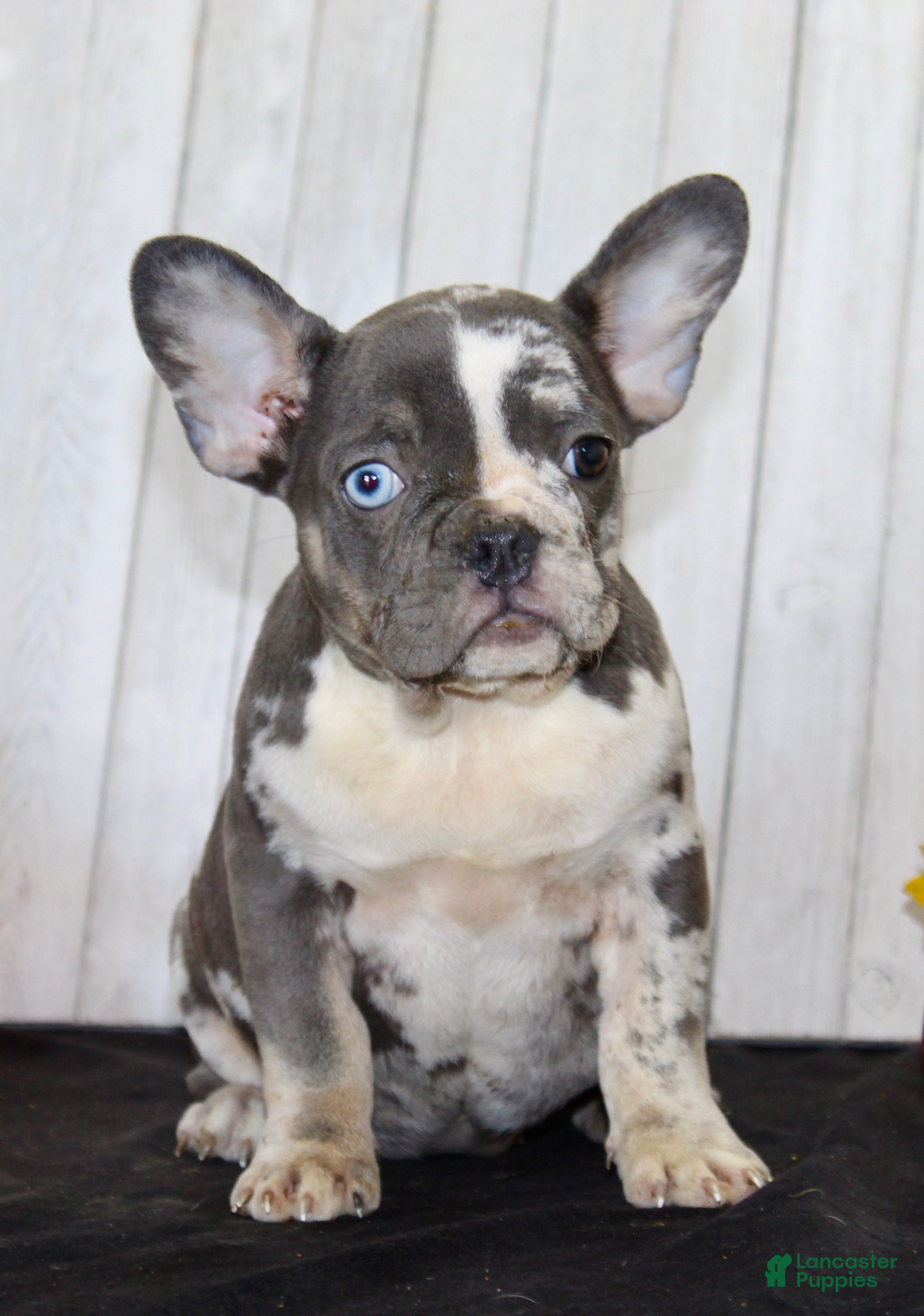 French Bulldog dogs Michelle Female AKC French Bulldog - Ad 2
