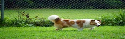 Shetland Sheepdog dogs for sale: NEMO-ADULT MALE - Ad 5