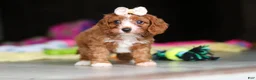 Cavapoo dogs for sale: Dolly - Ad 8