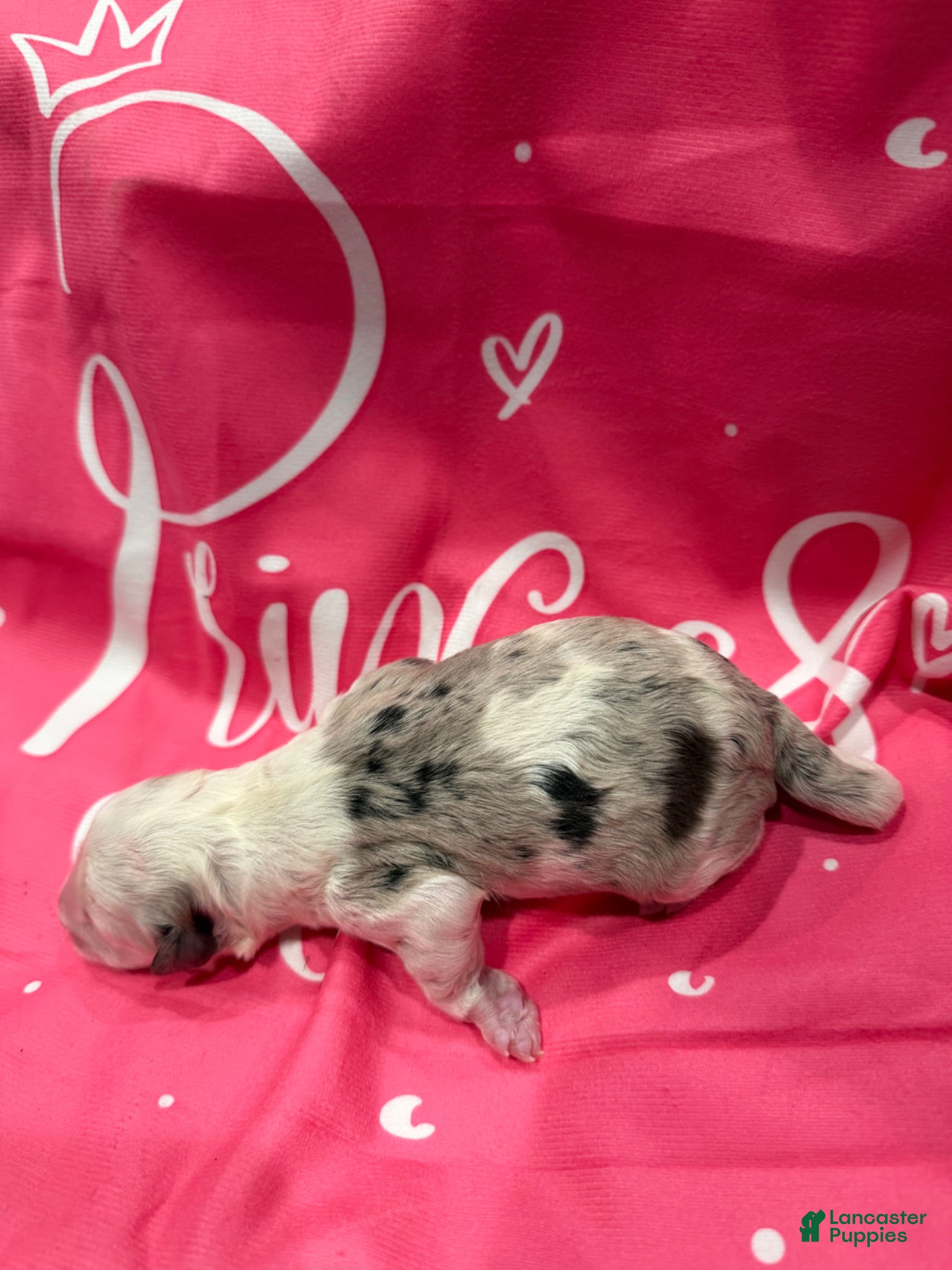 Bernedoodle dogs Bernedoodle Puppy 3 - Ad 9