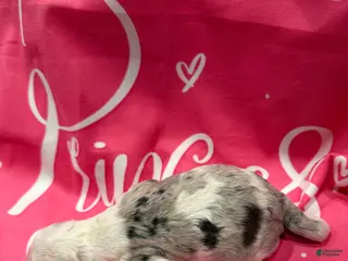 Bernedoodle dogs for sale: Bernedoodle Puppy 3 - Ad 4