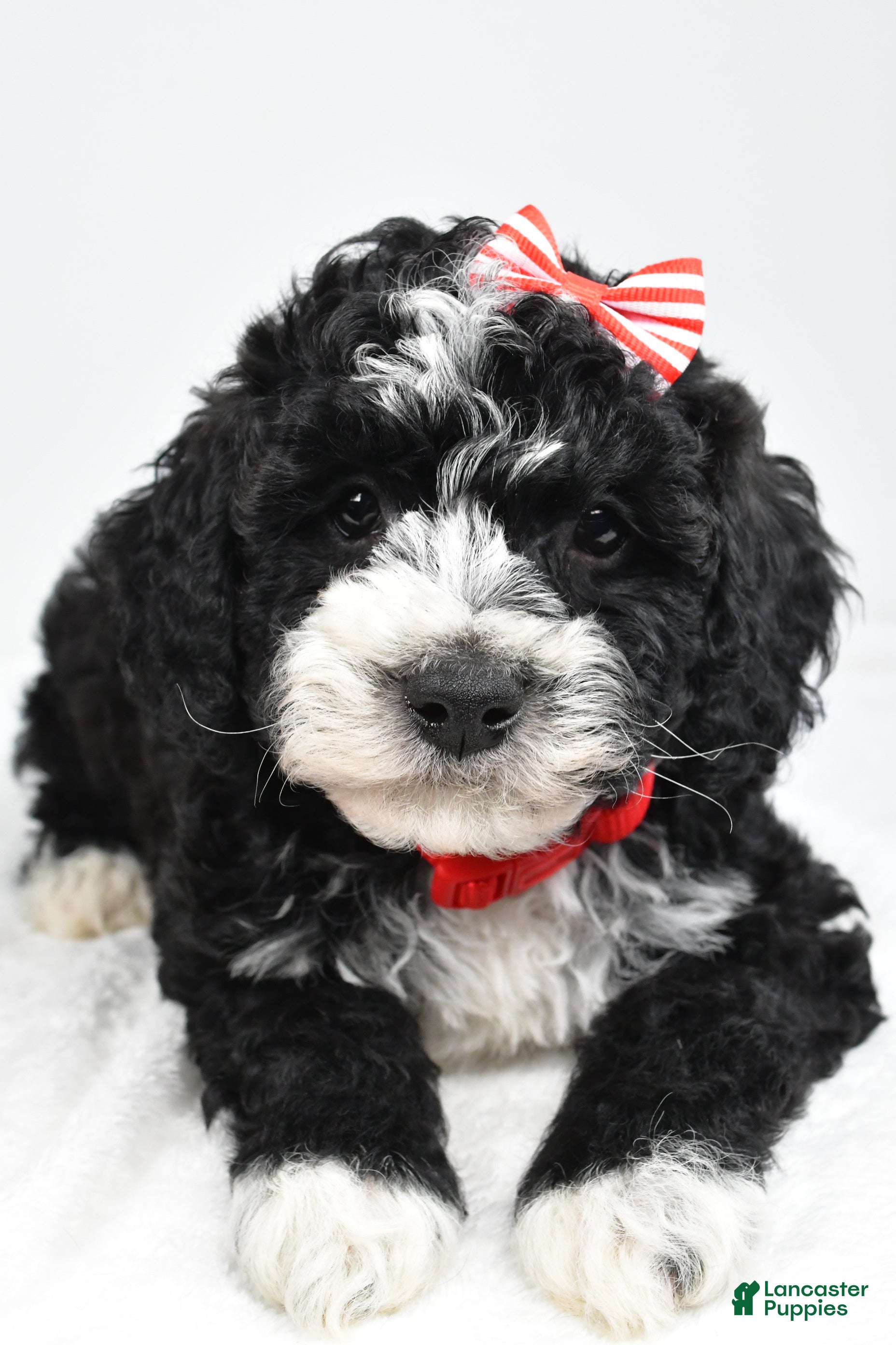 Mini Goldendoodle dogs Nemo - Ad 1